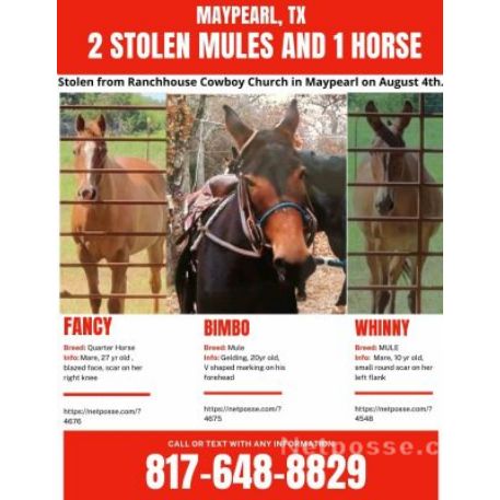 STOLEN Mule - Whinny